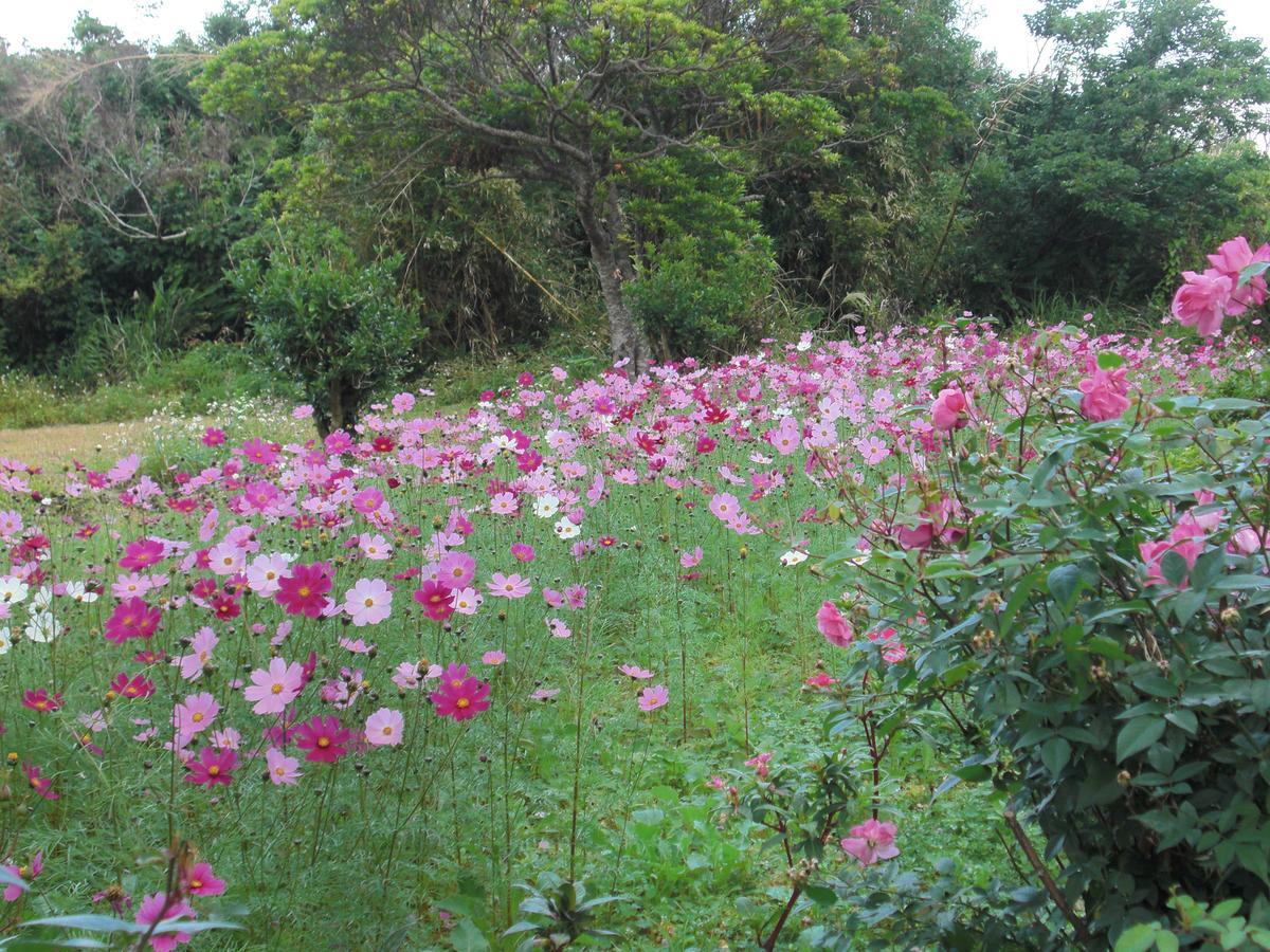 Вилла Matayoshi Coffee Farm Higashi Экстерьер фото