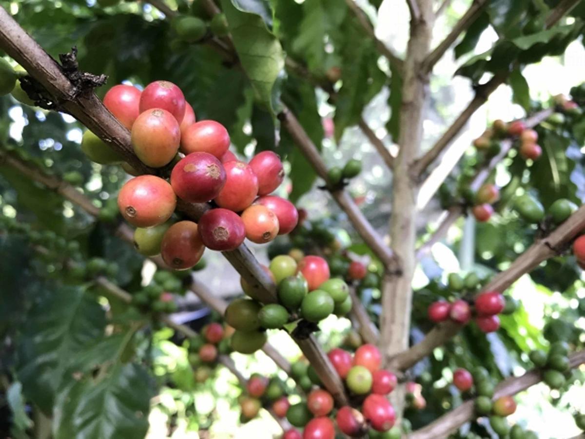 Вилла Matayoshi Coffee Farm Higashi Экстерьер фото